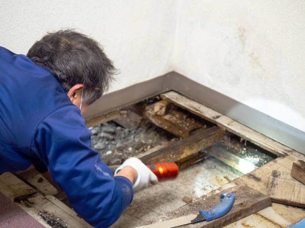 Best Mold Remediation  in Port Gibson, MS