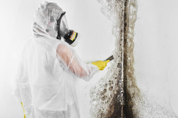 Best Mold Damage Repair  in Port Gibson, MS