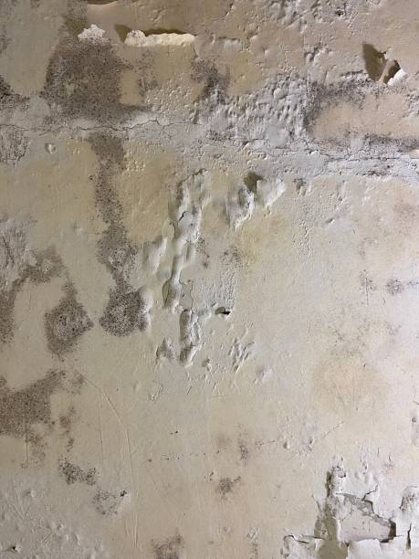 Best Office Mold Removal Services  in Port Gibson, MS