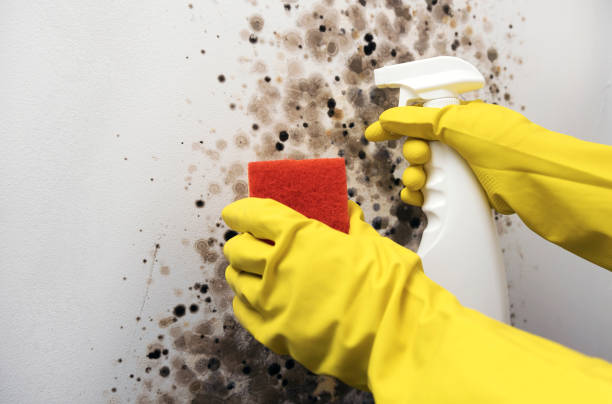 Best Black Mold Removal  in Port Gibson, MS