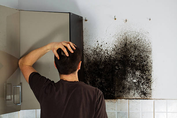 Best Black Mold Removal  in Port Gibson, MS