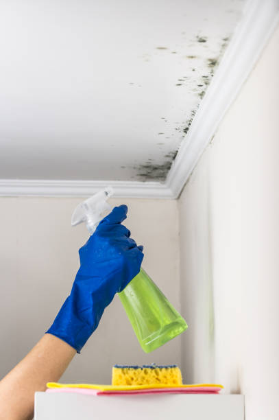 Best Professional Mold Removal  in Port Gibson, MS
